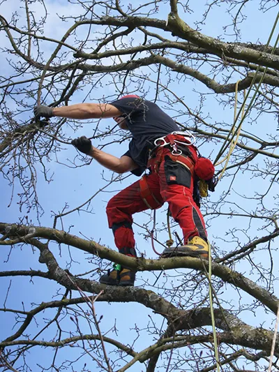 Professionelle Gehölz- und Baumpflege im Odenwald Professionelle Gehölz- und Baumpflege im Odenwald
