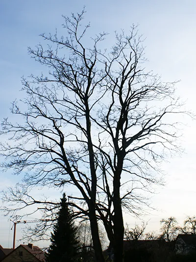Kronenpflege und Baumpflege in Michelstadt Kronenpflege und Baumpflege in Michelstadt