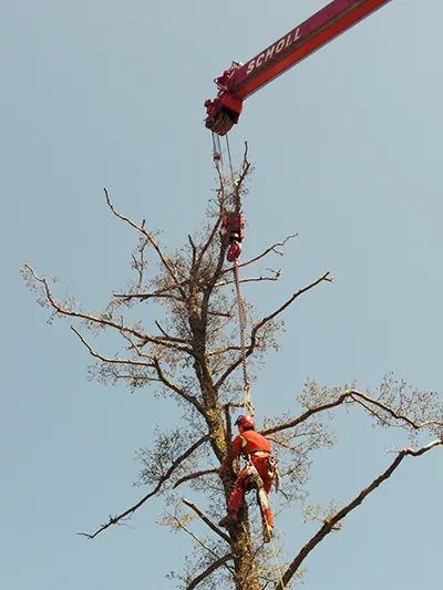 Totholzentfernung und Verkehrssicherung im Odenwald Totholzentfernung und Verkehrssicherung im Odenwald